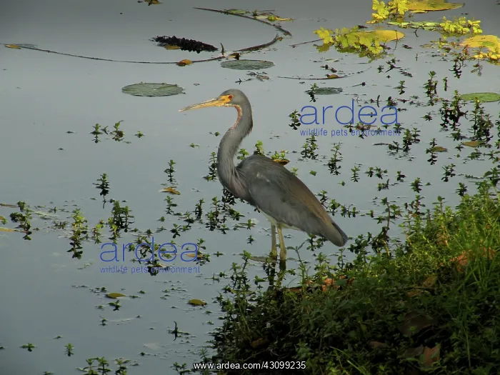 : Tricolored Heron : Tricolored Heron