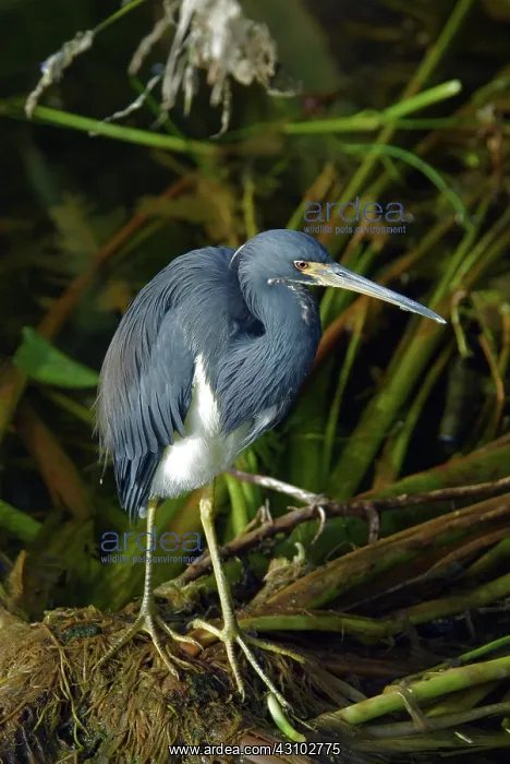 : Tricolored Heron : Tricolored Heron