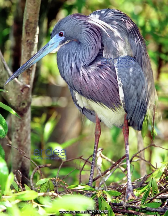 : Tricolored Heron in breeding plumage : Tricolored Heron in breeding plumage