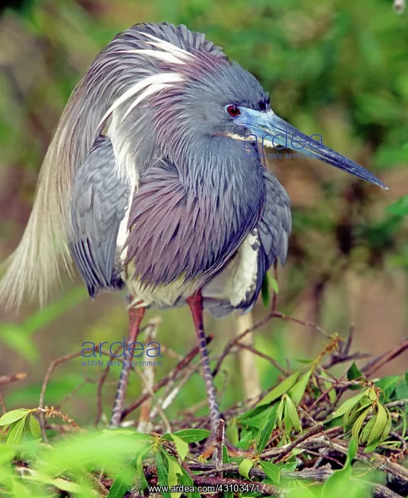 : Tricolored Heron in breeding plumage : Tricolored Heron in breeding plumage