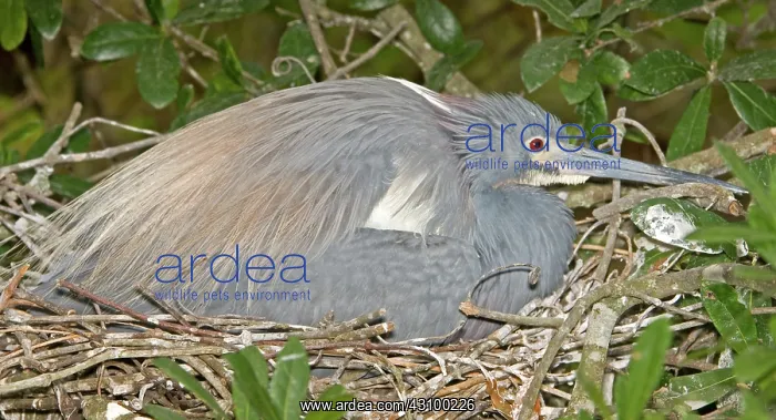 : Tricolored Heron brooding young : Tricolored Heron brooding young
