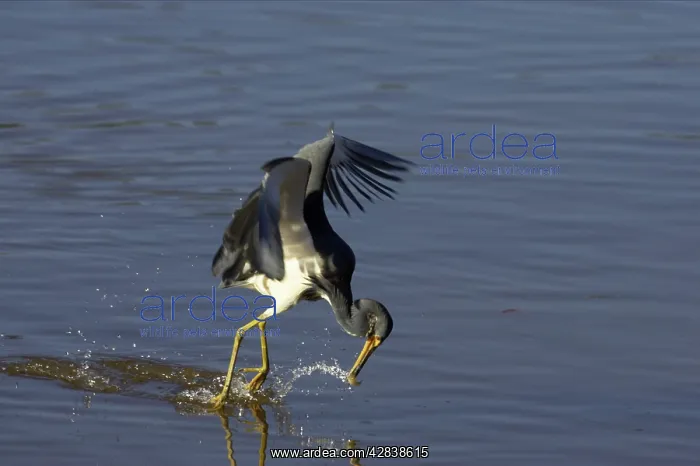 : Tricolored Heron - dip feeding : Tricolored Heron - dip feeding