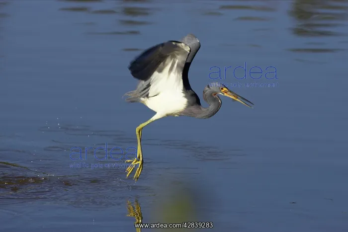  : Tricolored Heron - dip feeding