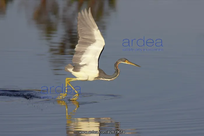 : Tricolored Heron - dip feeding : Tricolored Heron - dip feeding