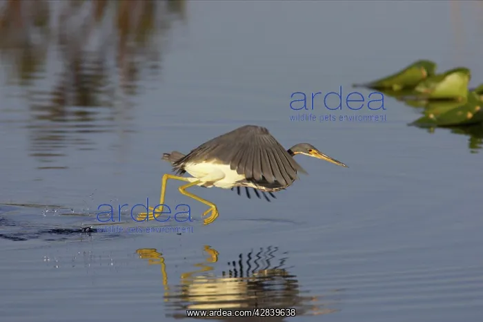 : Tricolored Heron - dip feeding : Tricolored Heron - dip feeding