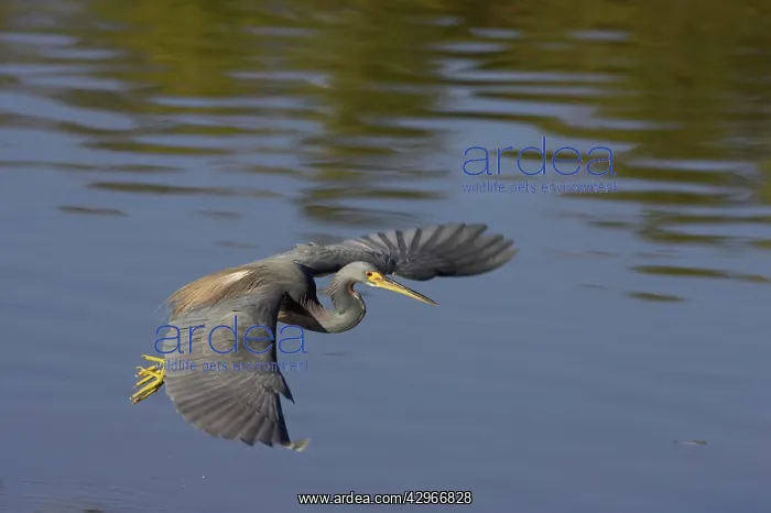 : Tricolored Heron - dip feeding - Ding Darling : Tricolored Heron - dip feeding - Ding Darling