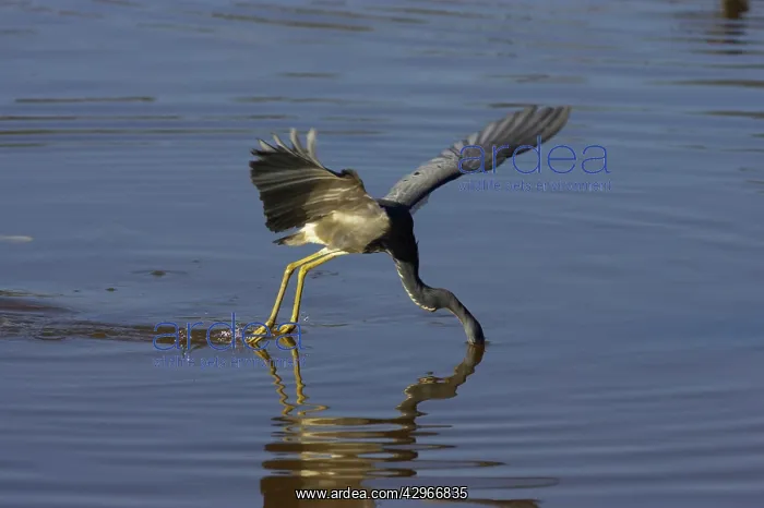 : Tricolored Heron - dip feeding - Ding Darling : Tricolored Heron - dip feeding - Ding Darling