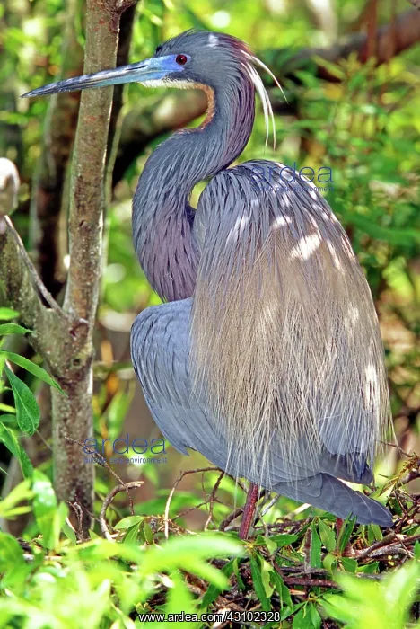 : Tricolored Heron (Egretta tricolor) : Tricolored Heron (Egretta tricolor)