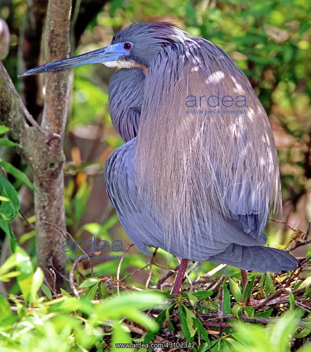 : Tricolored Heron (Egretta tricolor) : Tricolored Heron (Egretta tricolor)