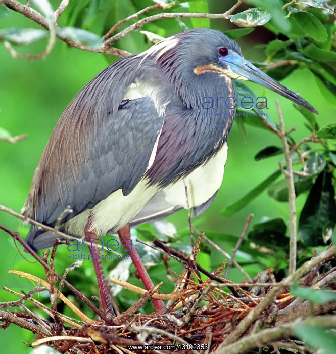 : Tricolored Heron (Egretta tricolor) : Tricolored Heron (Egretta tricolor)