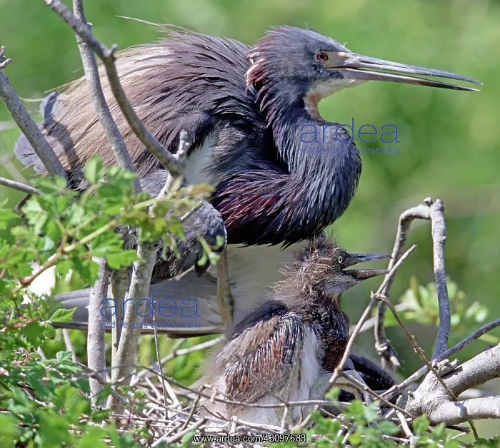 : Tricolored Heron (Egretta tricolor) with chick : Tricolored Heron (Egretta tricolor) with chick