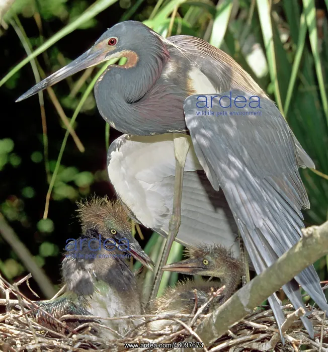 : Tricolored Heron (Egretta tricolor) with chicks : Tricolored Heron (Egretta tricolor) with chicks