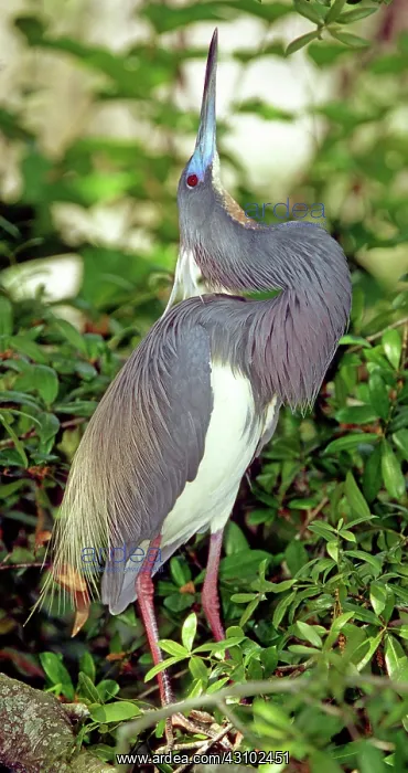 : Tricolored Heron (Egretta tricolor) displaying : Tricolored Heron (Egretta tricolor) displaying
