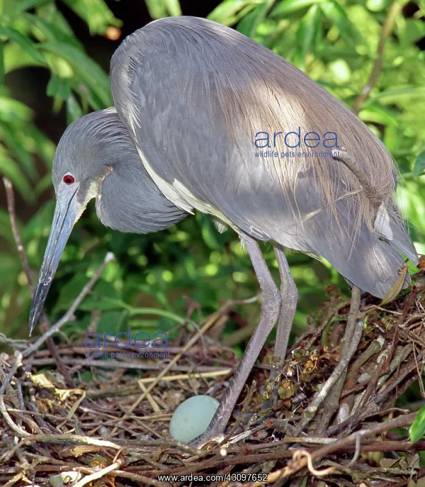 : Tricolored Heron (Egretta tricolor) at nest : Tricolored Heron (Egretta tricolor) at nest