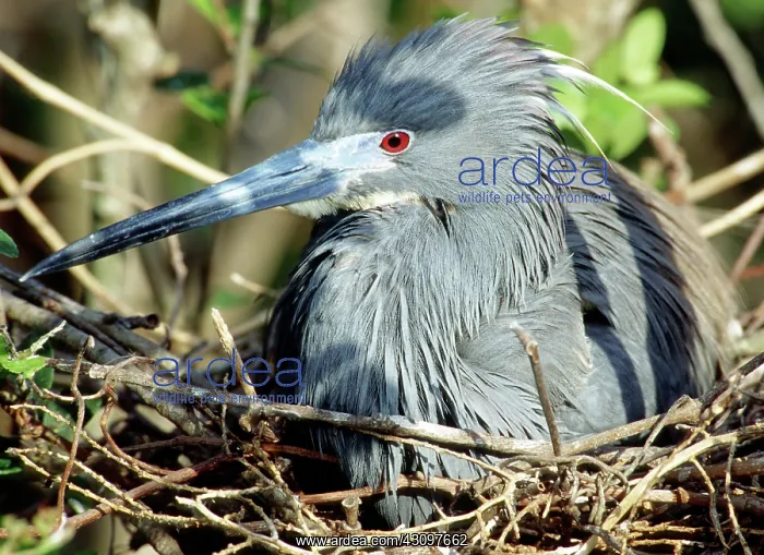 : Tricolored Heron (Egretta tricolor) at nest : Tricolored Heron (Egretta tricolor) at nest