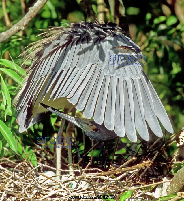 : Tricolored Heron (Egretta tricolor) preening : Tricolored Heron (Egretta tricolor) preening