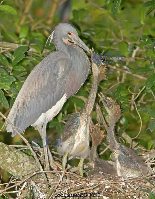 : Tricolored Heron feeding young in nest : Tricolored Heron feeding young in nest