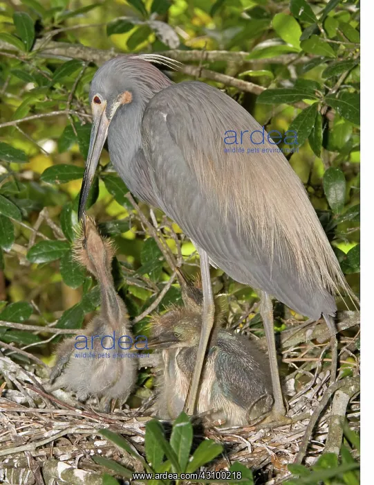 : Tricolored Heron feeding young in nest : Tricolored Heron feeding young in nest