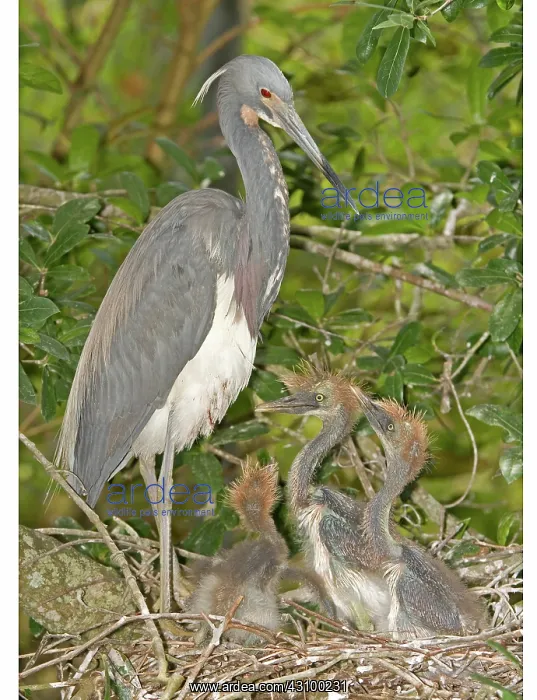 : Tricolored Heron feeding young in nest : Tricolored Heron feeding young in nest