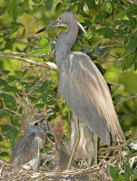 : Tricolored Heron feeding young in nest : Tricolored Heron feeding young in nest