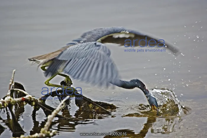 : Tricolored Heron Fishing : Tricolored Heron Fishing