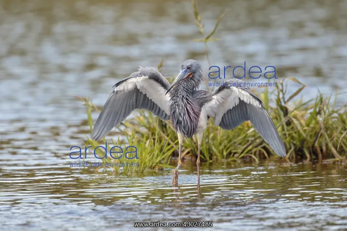 : Tricolored Heron fishing in Myacca State Park in : Tricolored Heron fishing in Myacca State Park in