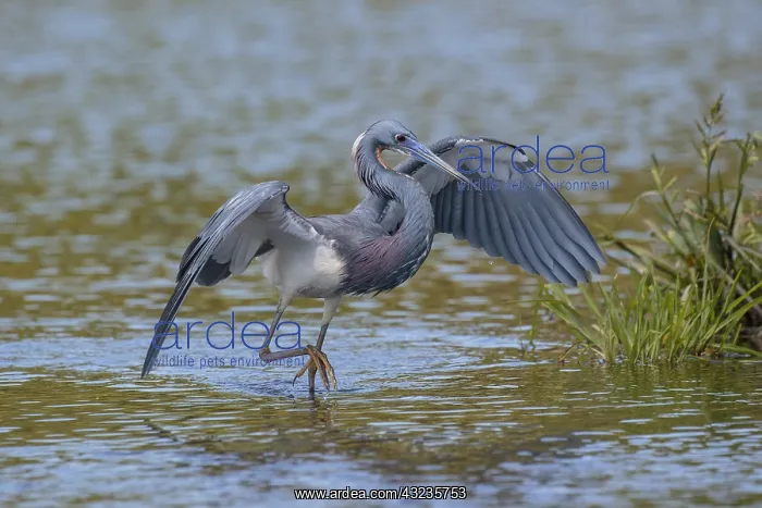  : Tricolored Heron fishing in Myacca State Park in