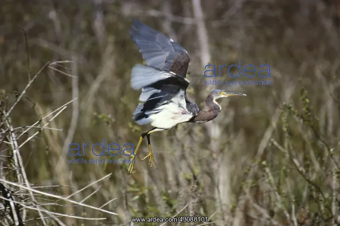 : Tricolored Heron in Flight : Tricolored Heron in Flight