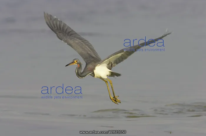: Tricolored Heron - in flight over water : Tricolored Heron - in flight over water