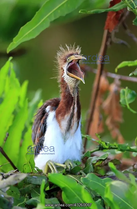 : Tricolored heron, Herons, Animals, Birds, Tricoloured : Tricolored heron, Herons, Animals, Birds, Tricoloured