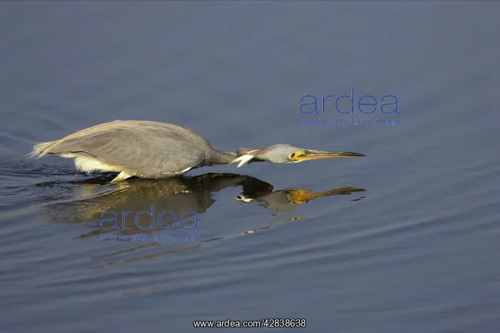 : Tricolored Heron - hunting for fish : Tricolored Heron - hunting for fish
