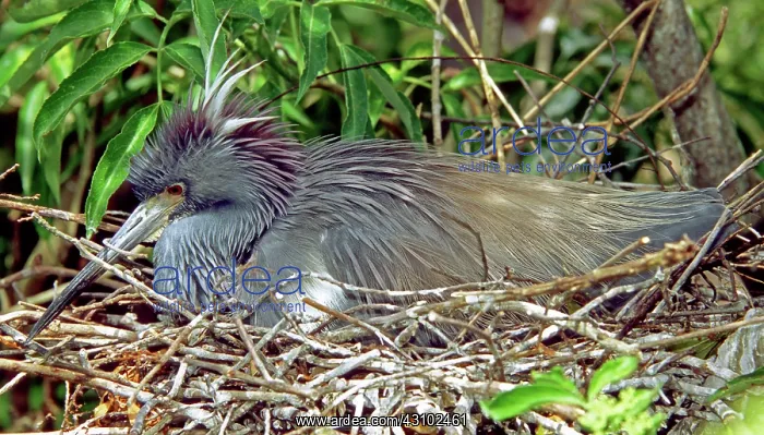 : Tricolored Heron incubating eggs : Tricolored Heron incubating eggs
