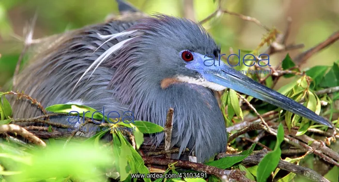: Tricolored Heron incubating eggs : Tricolored Heron incubating eggs