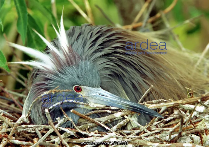 : Tricolored Heron incubating eggs : Tricolored Heron incubating eggs