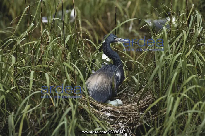  : Tricolored Heron at Nest