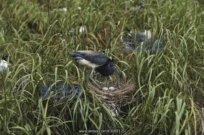: Tricolored Heron at Nest : Tricolored Heron at Nest
