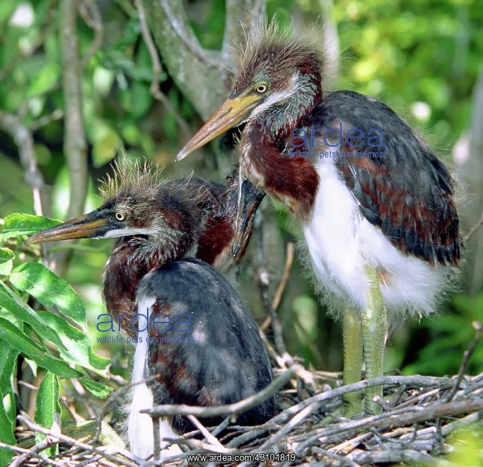 : Tricolored Heron nestlings : Tricolored Heron nestlings