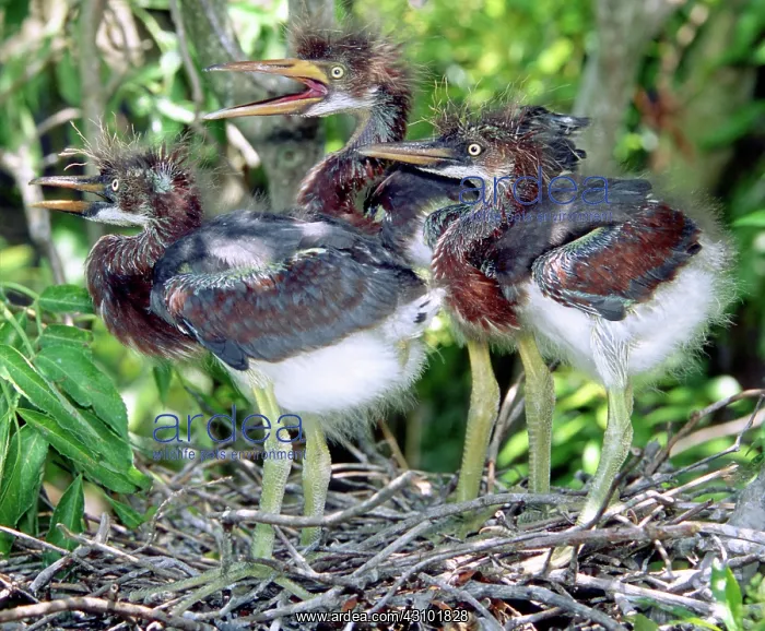 : Tricolored Heron nestlings : Tricolored Heron nestlings