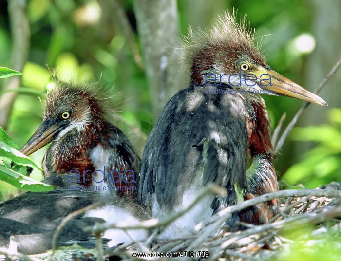 : Tricolored Heron nestlings : Tricolored Heron nestlings