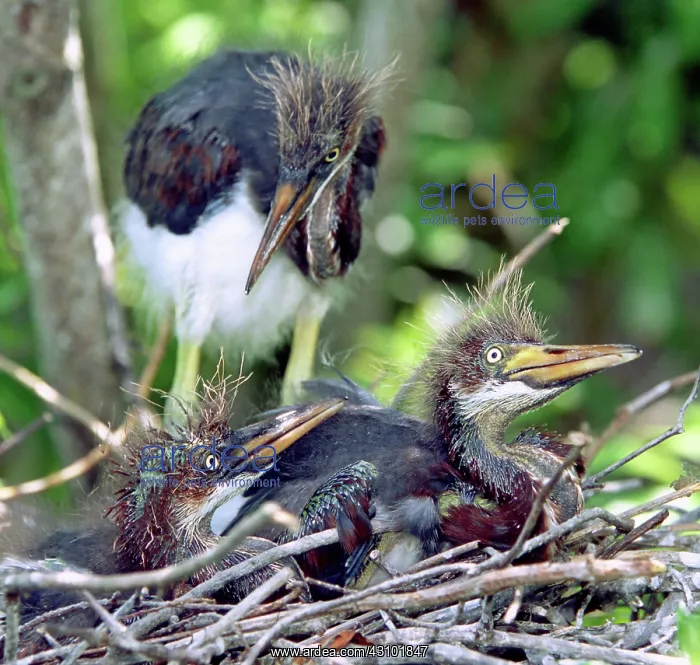 : Tricolored Heron nestlings : Tricolored Heron nestlings