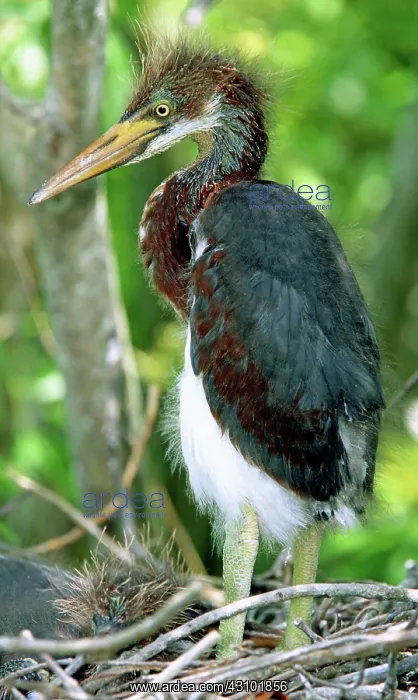  : Tricolored Heron nestlings