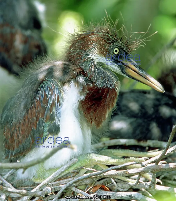  : Tricolored Heron nestlings