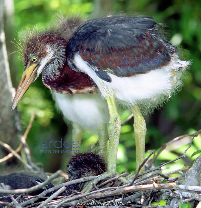 : Tricolored Heron nestlings : Tricolored Heron nestlings