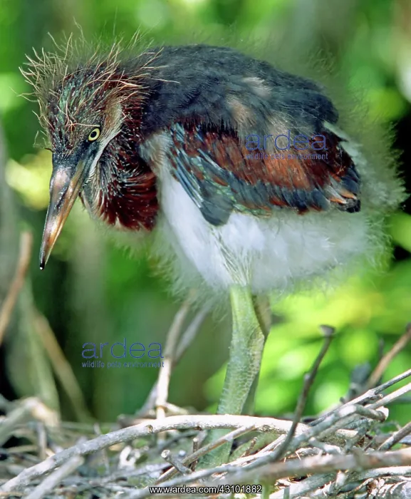 : Tricolored Heron nestlings : Tricolored Heron nestlings