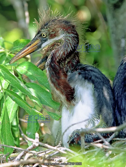 : Tricolored Heron nestlings : Tricolored Heron nestlings