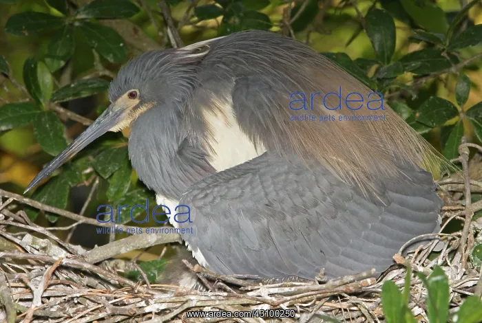 : Tricolored Heron protecting young in nest : Tricolored Heron protecting young in nest