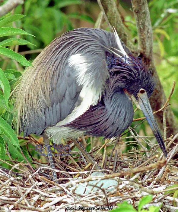: Tricolored Heron rolling eggs in nest : Tricolored Heron rolling eggs in nest