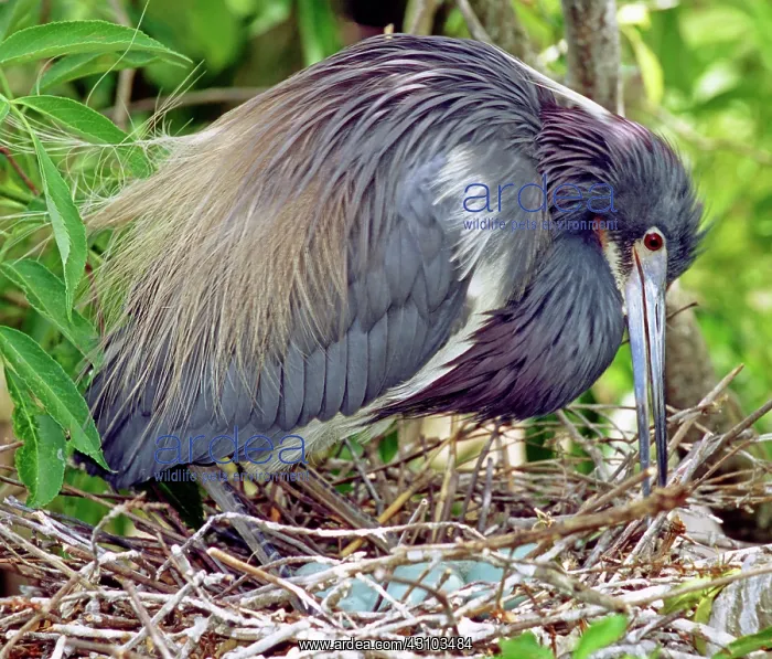 : Tricolored Heron rolling eggs in nest : Tricolored Heron rolling eggs in nest