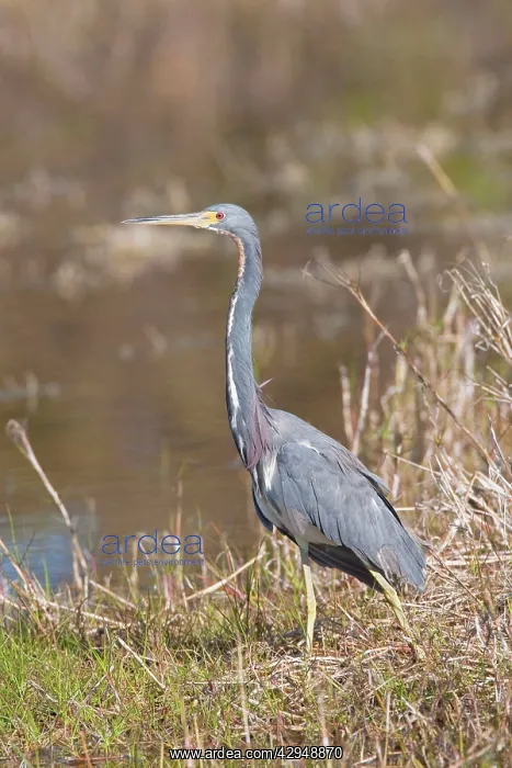 : Tricolored Heron - Sanibel Island : Tricolored Heron - Sanibel Island