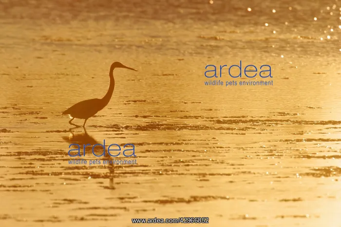 : Tricolored Heron - silhouetted against setting : Tricolored Heron - silhouetted against setting